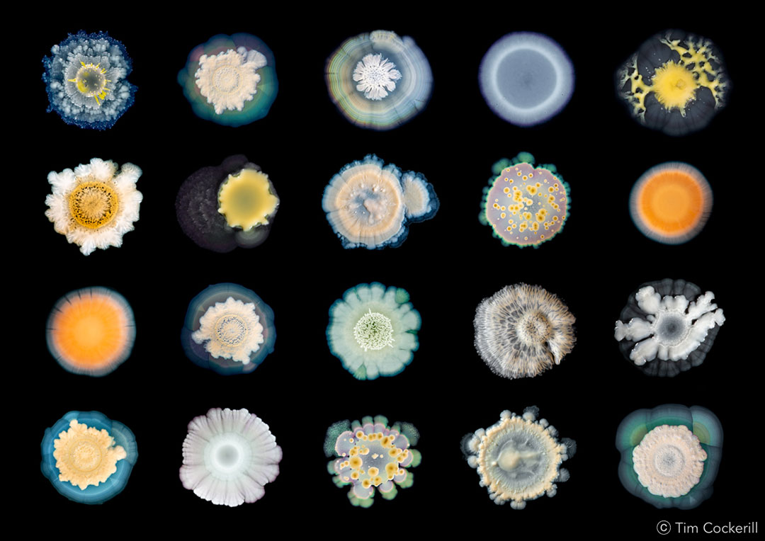 A Diversity of Forms. Image created by Dr Tim Cockerill, bacterial colonies isolated and cultured by Dr Elze Hesse